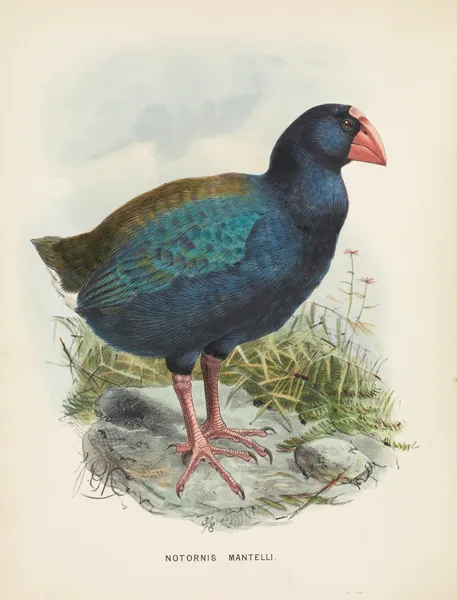 Notornis mantelli av John Gerrard Keulemans