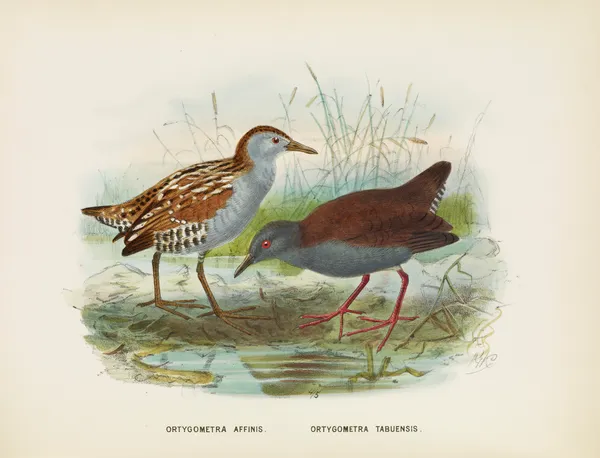 Ortygometra affinis and Ortygometra tabuensis av John Gerrard Keulemans
