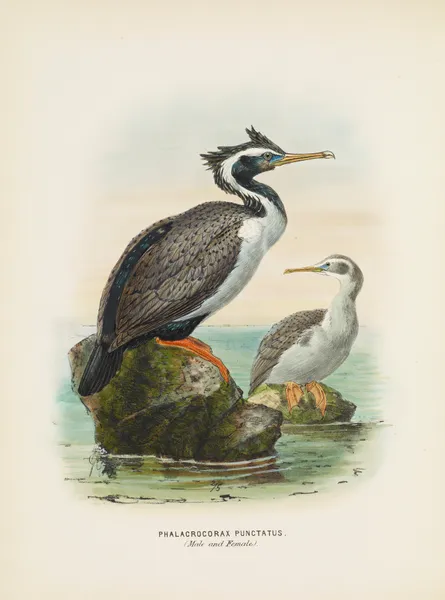 Phalacrocorax punctatus (Male and Female) av John Gerrard Keulemans