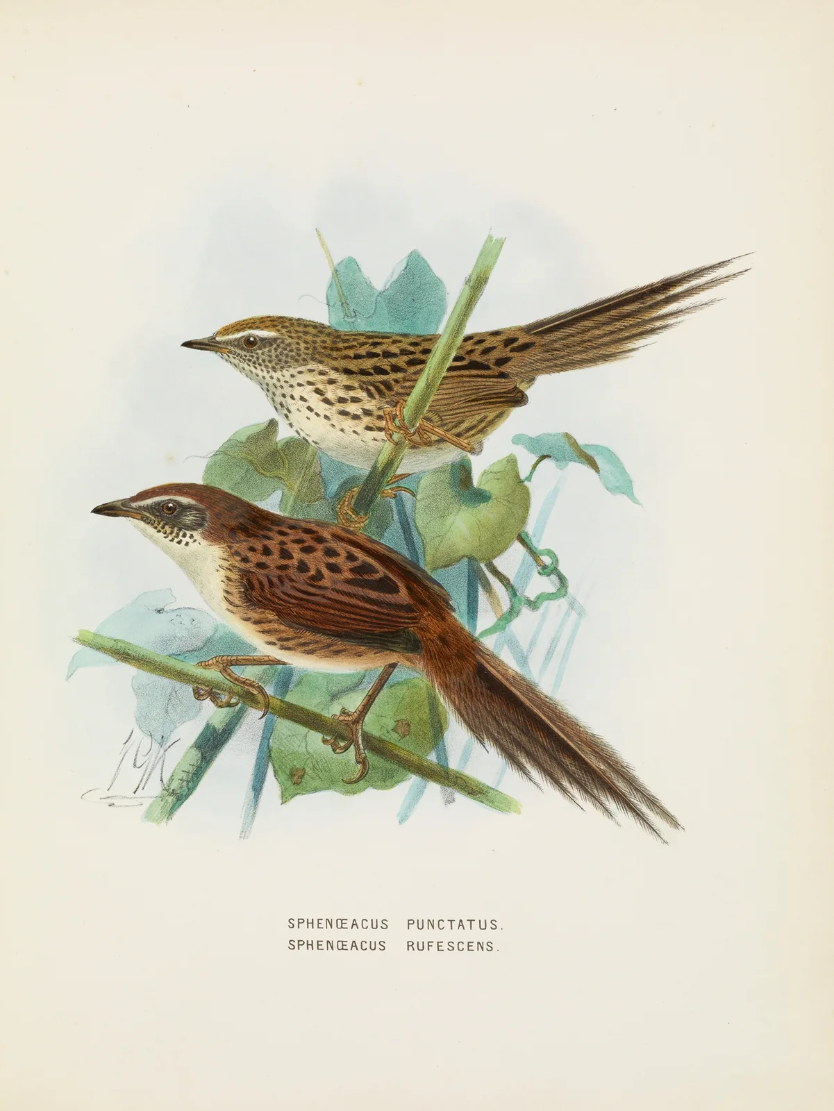Spenoeacus punctatus and Spenoeacus rufescens av John Gerrard Keulemans