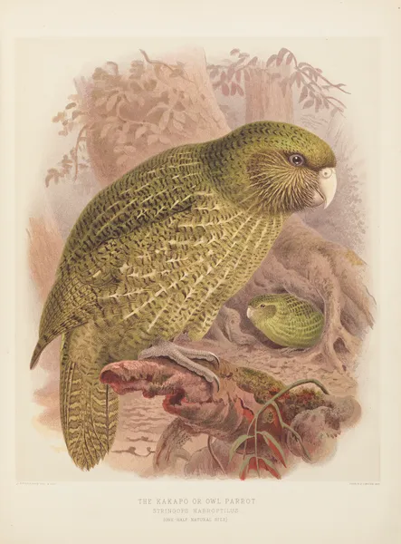 The Kakapo or Owl Parrot Stringops Habroptilus av John Gerrard Keulemans