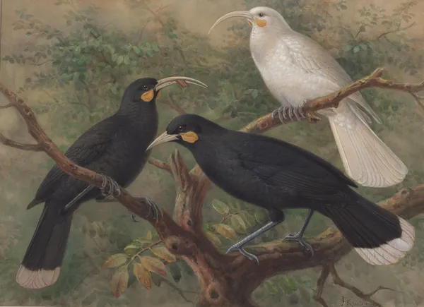 Three huia (Heteralocha acutirostris) av John Gerrard Keulemans