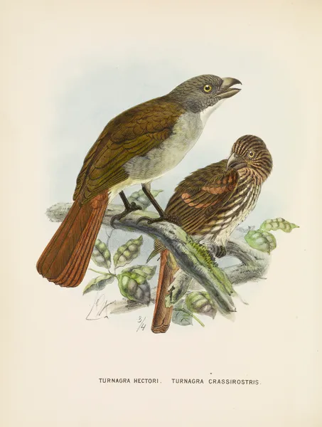 Turnagra hectori and Turnagra crassirostris av John Gerrard Keulemans