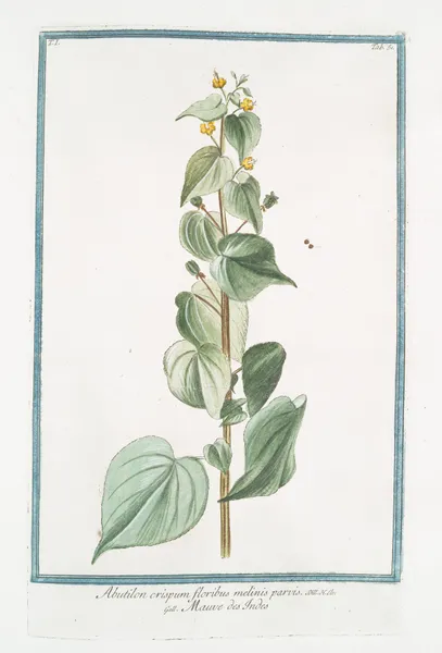 Abutilon crispum floribus melinis parvis – Mauve des Indes av Giorgio Bonelli