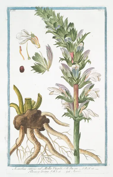 Acanthus sativus, vel Mollis Virgilii – Branca Ursina – Acante. (Bear’s Breeches) av Giorgio Bonelli