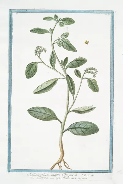 Heliotropium majus Discoridi – Elitropia – Herbe aux verrues. (Heliotrope, Cherry pie) av Giorgio Bonelli