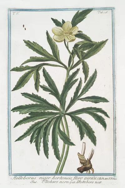 Helleborus niger hortensis flore viridi – Elleboro nero – L’Hellebore noir. (Christmas rose, Green hellbore) av Giorgio Bonelli
