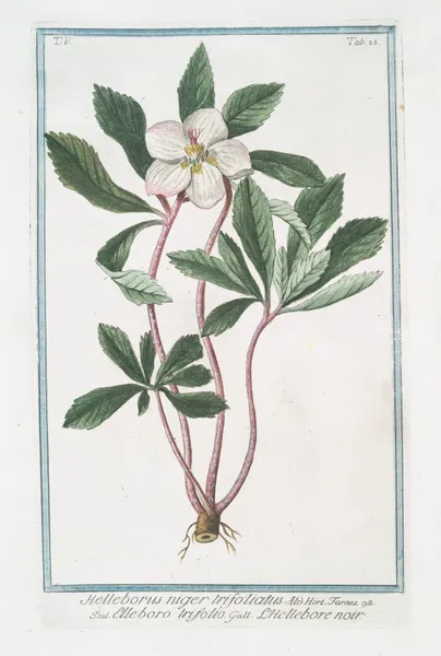 Helleborus niger trifoliatus – Elleboro trifolio – L’Hellebore noir. (Stinking hell-wore, three leaved) av Giorgio Bonelli