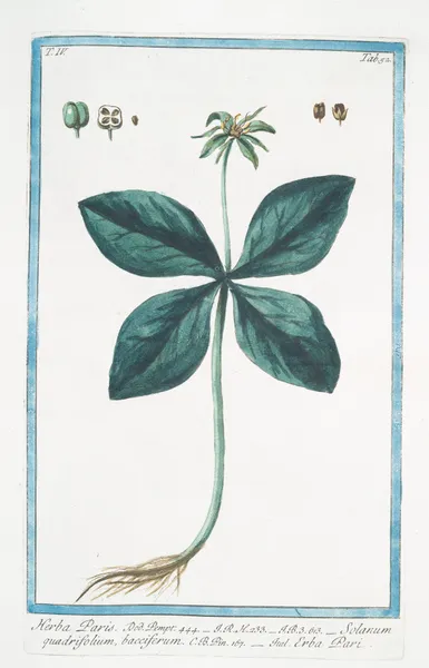 Herba Paris – Solanum quadrifolium, bacciferum – Erba Pari. (True Love. One Berry) av Giorgio Bonelli