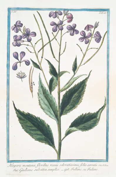 Hesperis montana, floribus roseis odoratissimis, foliis serratis – Giuliana salvatica semplice – Tutiane, ou Tuliene. (Sweet Rocket) av Giorgio Bonelli