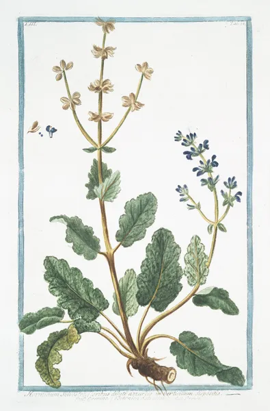 Horminum Sylvestre, floribus dilute azzureis in verticillum dispositis – Ormino, e Betonica Salvaiiea – Ormin. (Clary, Common, Clarry. Orvale. Toute-bonne. Clear Eye. See Bright. Eyebright) av Giorgio Bonelli