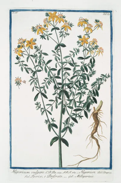 Hypericum vulgare – Hypericon – Iperico, e Perforata – Millepertuis. (St. John’s-wort) av Giorgio Bonelli