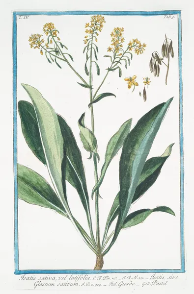Isatis sativa, vel latifolia – Isatis, sive Glastum sativum – Guado – Pastel. (Woad) av Giorgio Bonelli