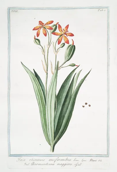 Ixia chinensis ensiformibu – Bermundiana maggiore. (Iris chinensis, Leopard lily) av Giorgio Bonelli