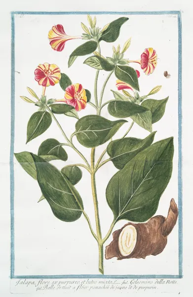 Jalapa, flore ex purpureo, et lutes mixto – Gelsomino della notte – Belle de nuit a fléur panachéé de jaune et de purpurin av Giorgio Bonelli