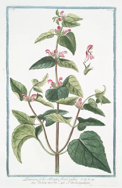 Lamium, folio oblongo, flore rubro – Urtica morta – L’Archangelique.(Dead-nettle) av Giorgio Bonelli