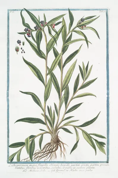 Lithospermum majus, flagellis oblongis hispidis partim erectis, partim procumbentibus, floribus majoribus, cæruleis, en eadem palnta – Millium Solis – Gremil, ou Herbe aux perles. (Puccoon) av Giorgio Bonelli