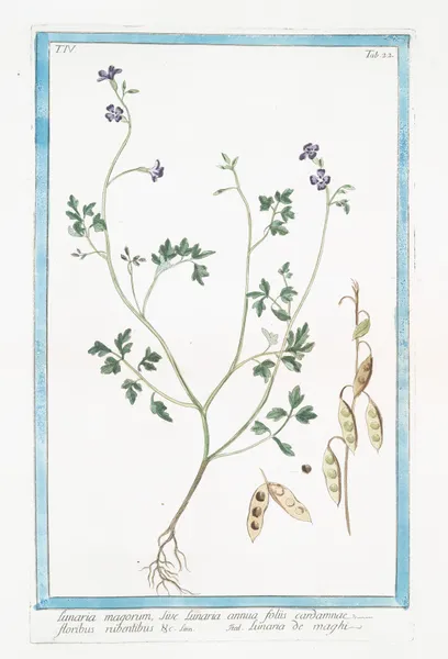 Lunaria magorum, sive Lunaria annua floliis cardamnae, floribus rubentibus &c – Lunaria de maghi (Annual honesty, Silver dollar) av Giorgio Bonelli