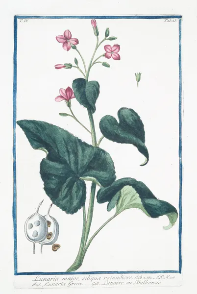 Lunario major, siliqua rotundiore – Lunaria Greca – Lunaire, ou bulbonac av Giorgio Bonelli