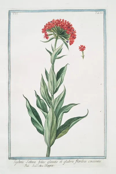 Lychnis sativa, foliis glauets et glabris, floribus coccineis – Scarlattea Sooppia. (Scarlet Lychnis) av Giorgio Bonelli