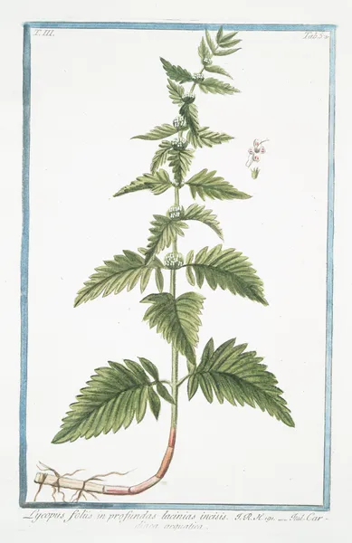 Lycopus foliis in profundas lacinias incisis – Cardiaca acquatica. (Waterhorehound) av Giorgio Bonelli
