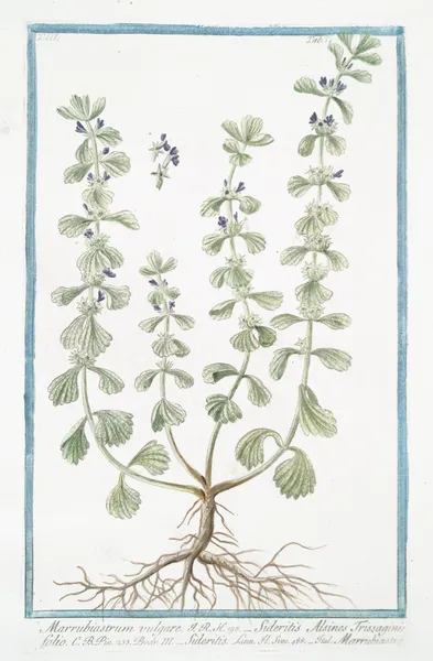 Marrubiastrum vulgare – Sideritis Alsines Trissaginis folio – Sideritis – Marrubiastro. (Ironwort) av Giorgio Bonelli