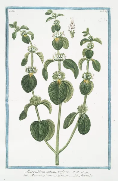 Marrubium album vulgare – Marrubio bianco, e Orassio – Marrube. (White Horehound) av Giorgio Bonelli