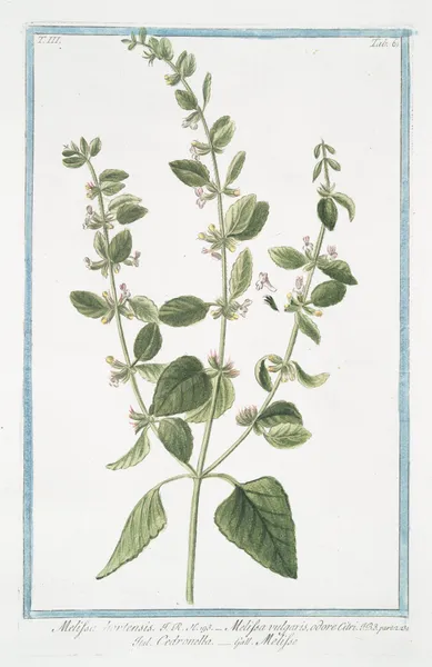 Melissa hortensis – Melissa vulgaris, odore Citri – Cedronella – Melisse. (Lemon Balm) av Giorgio Bonelli