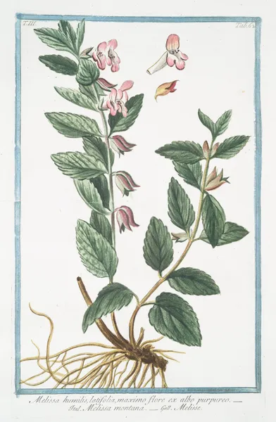 Melissa humilis, latifolia, maximo flore ex albo prupureo – Melissa montana – Melise av Giorgio Bonelli