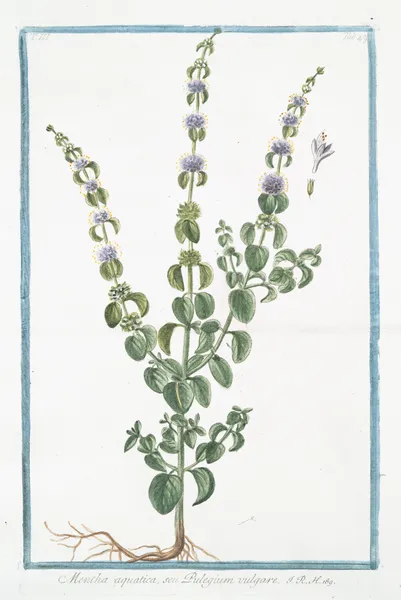 Mentha aquatica, seu Pulegium vulgare. (Wild mint, water mint, marsh mint, Bergamot Mint Eau-de-cologne Mint Lemon Mint Orange Mint Water Capitate Mint) av Giorgio Bonelli