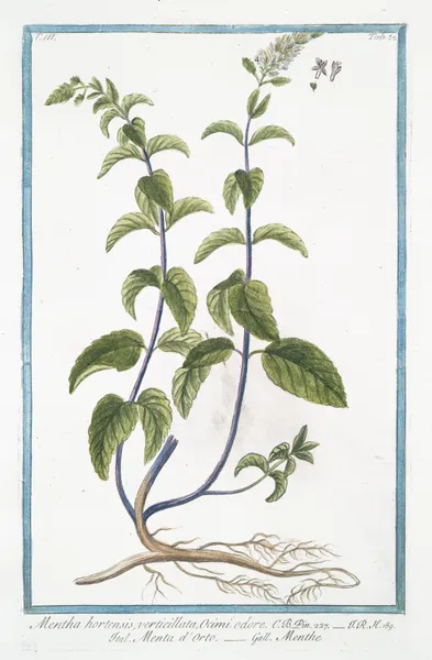 Mentha hortensis, verticillata, Ocimi odore – Menta d’Orto – Menthe. (Garden mint) av Giorgio Bonelli