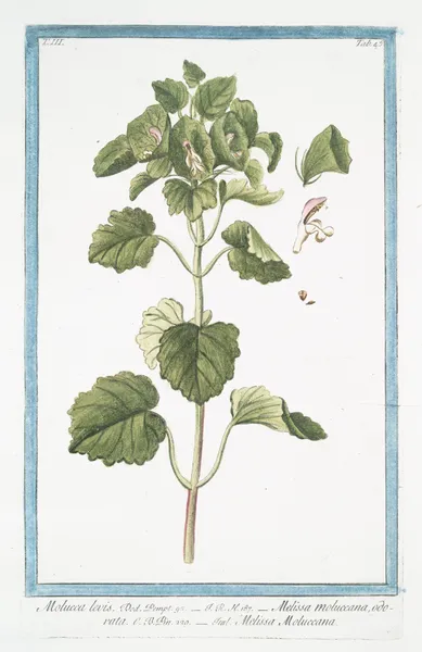 Molucca levis – Melissa Moluccana, odorata, Melissa Moluccana av Giorgio Bonelli