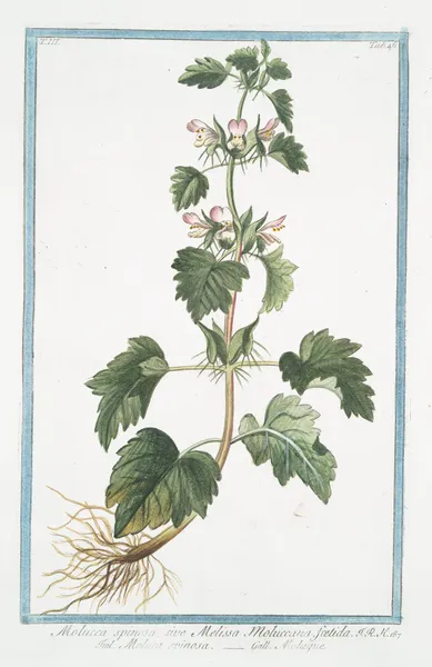 Molucca spinosa, sive Melissa Moluccana, foetida – Moluca spinosa – Moluque. (Spiny Molucca) av Giorgio Bonelli