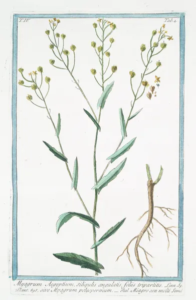 Myagrum Aegyptium, siliqulatis, foliis tripartitis, sive Myagrum polyspermum – Miagro con molti semi av Giorgio Bonelli