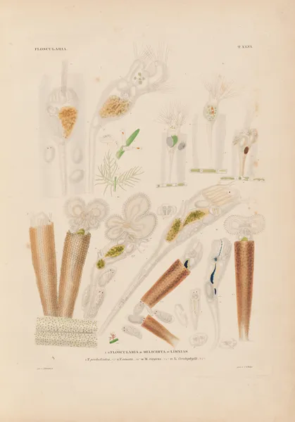 Die Infusionsthierchen als vollkommene Organismen Pl.44 av Christian Gottfried Ehrenberg