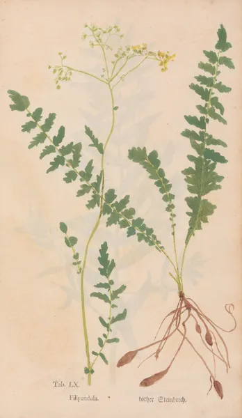 Ectypa vegetabilium Pl.060 av Christian Gottlieb Ludwig