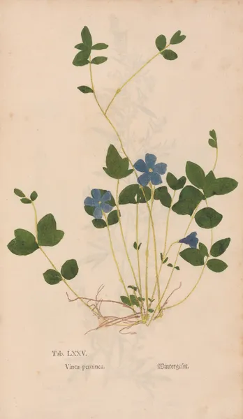 Ectypa vegetabilium Pl.075 av Christian Gottlieb Ludwig