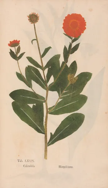 Ectypa vegetabilium Pl.079 av Christian Gottlieb Ludwig