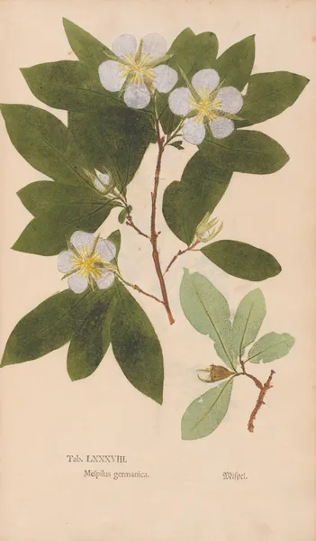 Ectypa vegetabilium Pl.088 av Christian Gottlieb Ludwig