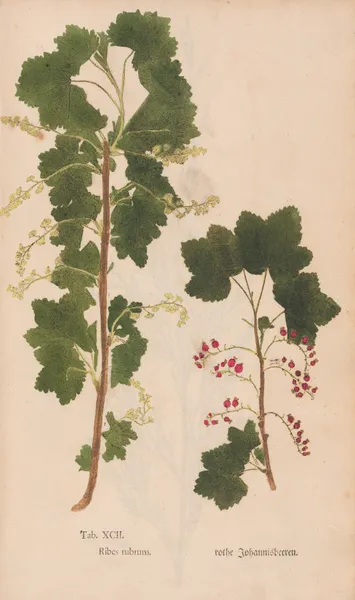 Ectypa vegetabilium Pl.092 av Christian Gottlieb Ludwig