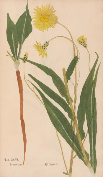 Ectypa vegetabilium Pl.096 av Christian Gottlieb Ludwig