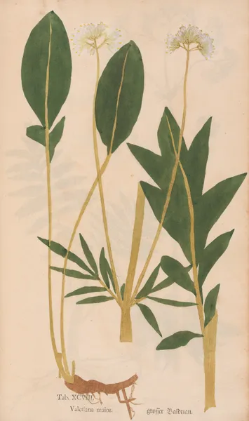 Ectypa vegetabilium Pl.098 av Christian Gottlieb Ludwig