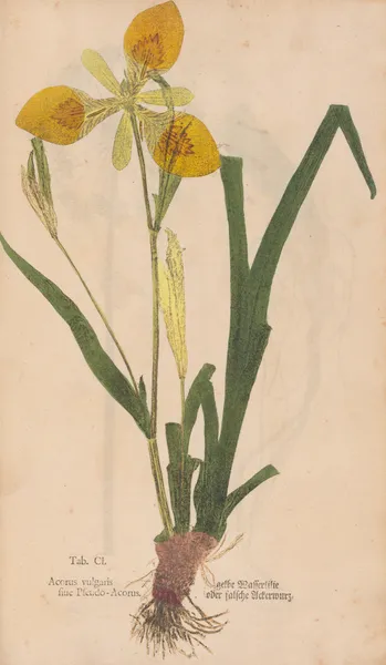 Ectypa vegetabilium Pl.101 av Christian Gottlieb Ludwig