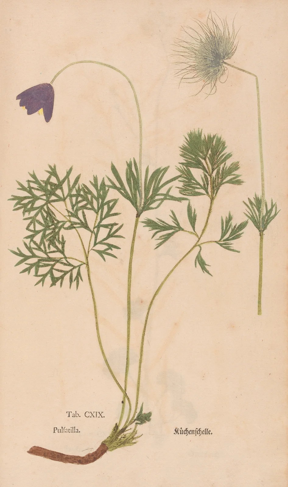 Ectypa vegetabilium Pl.119 av Christian Gottlieb Ludwig