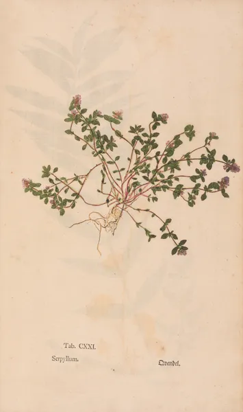 Ectypa vegetabilium Pl.121 av Christian Gottlieb Ludwig