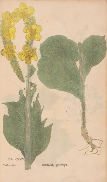 Ectypa vegetabilium Pl.124 av Christian Gottlieb Ludwig