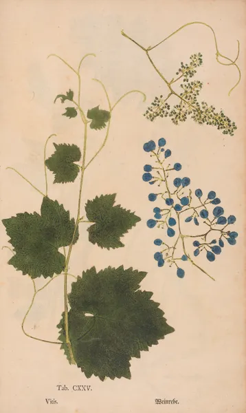 Ectypa vegetabilium Pl.125 av Christian Gottlieb Ludwig