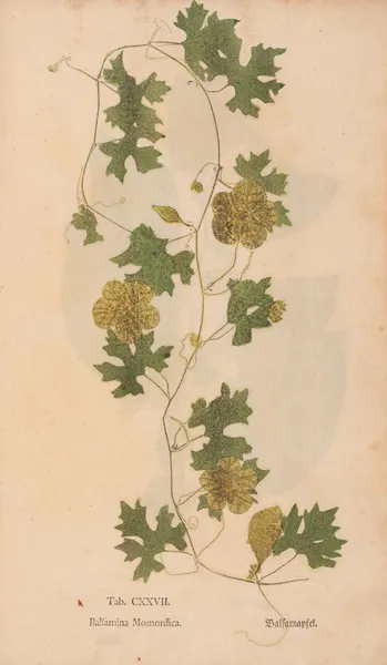 Ectypa vegetabilium Pl.127 av Christian Gottlieb Ludwig