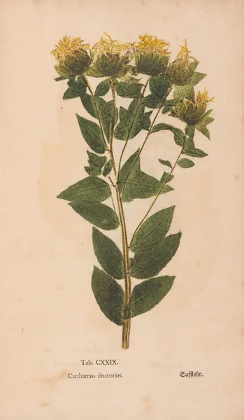 Ectypa vegetabilium Pl.129 av Christian Gottlieb Ludwig