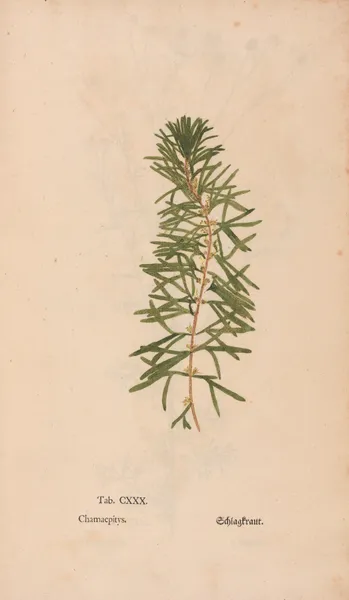 Ectypa vegetabilium Pl.130 av Christian Gottlieb Ludwig